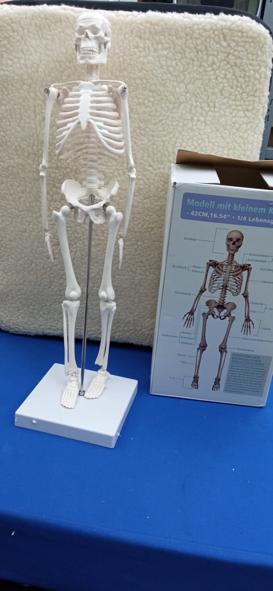Mini emberi csontváz modell anatómiához